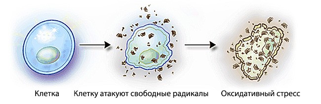 Antioxidant — Антиоксидант - 32