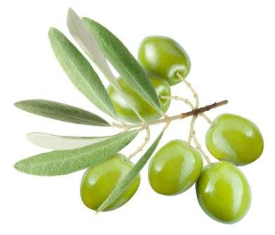 Olive Leaf — Листья Оливы - 16