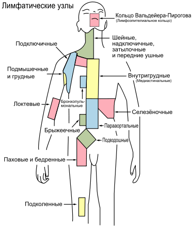 Lymphatic Drainage — Лимфатик Дренаж - 15