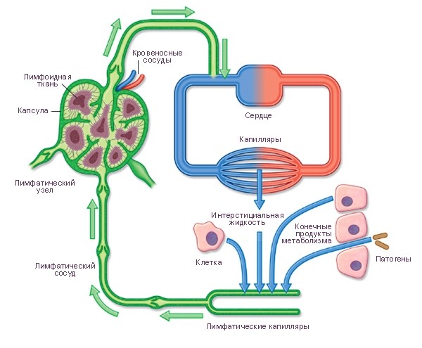 Lymphatic Drainage — Лимфатик Дренаж - 15