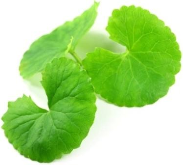 Gotu Kola — Готу Кола - 1