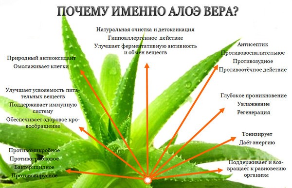 Aloe Vera Juice — Сок Алоэ Вера - 3