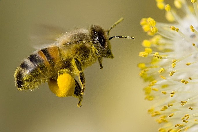 Bee Pollen — Пчелиная Пыльца - 13
