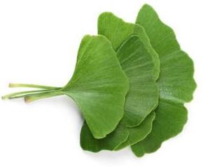 Ginkgo Long (Biloba) — Гинкго Лонг (Билоба) - 1