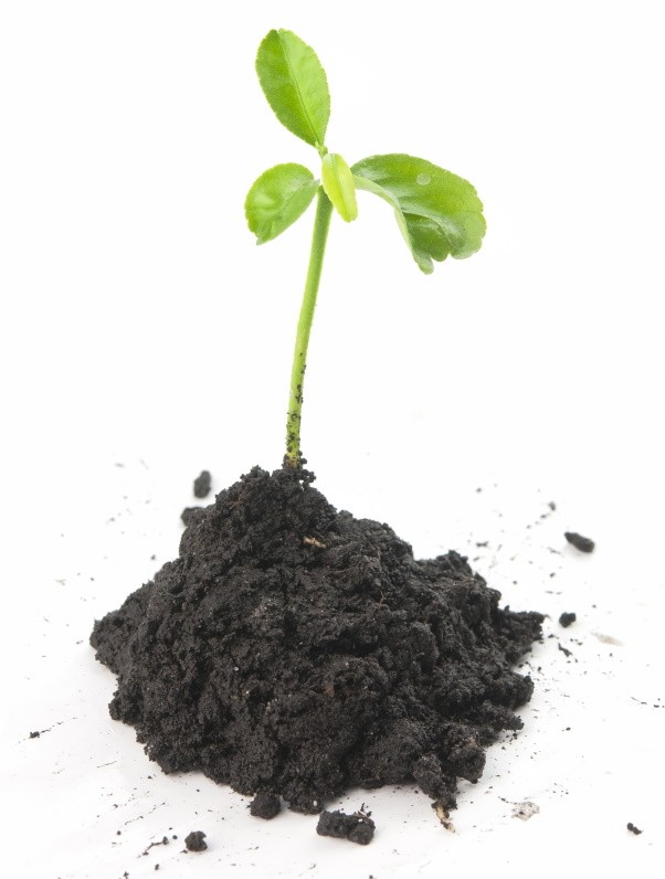 Качество продукции plant in soil p5ku5sx - Качество продукции