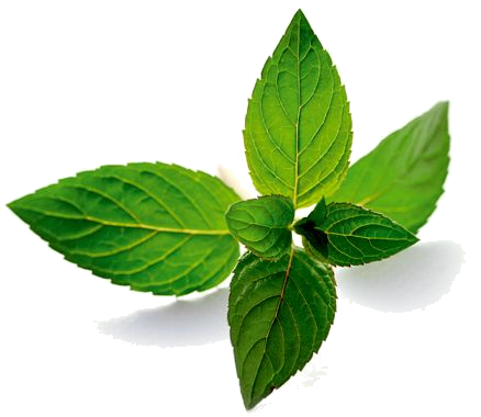 Вспомогательные и не только вещества в продукции компании NSP mint png15 - Вспомогательные и не только вещества в продукции компании NSP