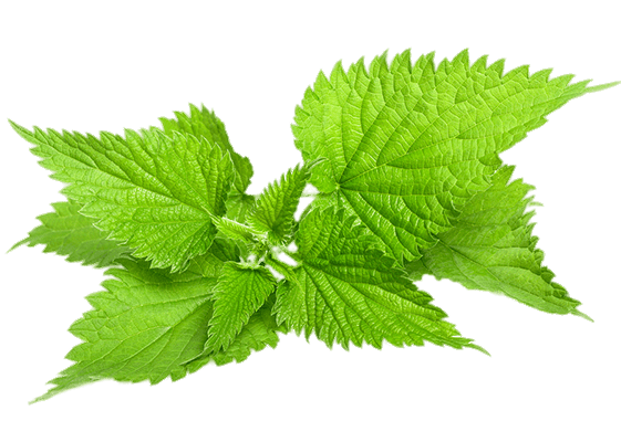 Hista Block (Гиста Блок) nettle png4 - Hista Block (Гиста Блок)