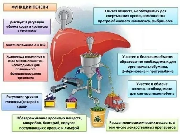 Функции печени довольно разнообразны, она: