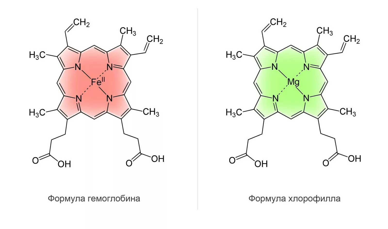 Вот эти пять чудо-продуктов: